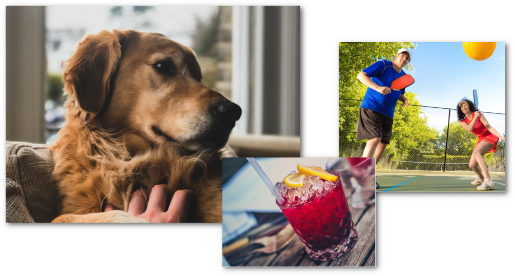 Collage of a golden retriever, a fruit mixer, and a man and woman playing squash