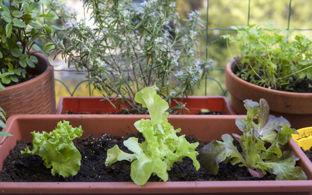 balcony gardening fresh and organic vegetables