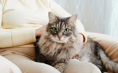 The Best Cat Breeds for Seniors to Own