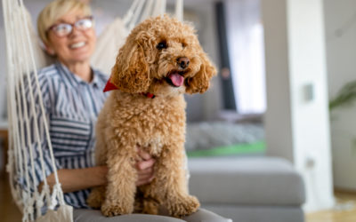 The Best Dog Breeds for Seniors to Own